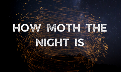 how moth the night is (3)