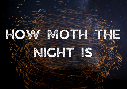 how moth the night is (3)